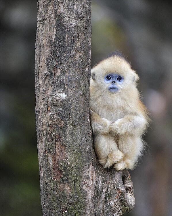 هوميروس A Twitter Golden Snub Nosed Monkey صور جميلة جدا لصغير قرد ذو الأنف الذهبي يعيش هذا النوع من القرود في الغابات الجبلية بالصين و يعتبر من الحيوانات المهددة بالانقراض Cyril Ruoso