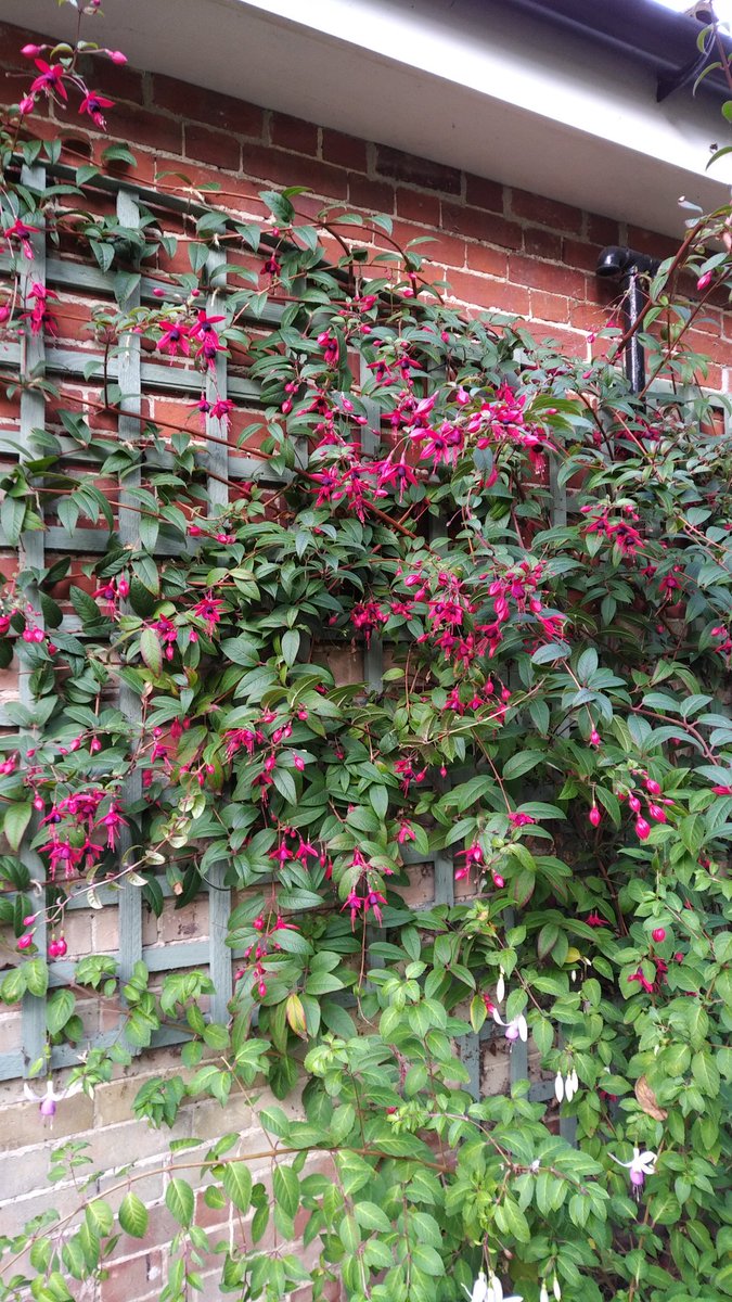 ianscottroofe's tweet photo. I know it's not the fanciest of things, but this was taken yesterday. Fuchsia 'Lady Boothby' doing brilliantly. https://t.co/k6oZrQJ8Hx
