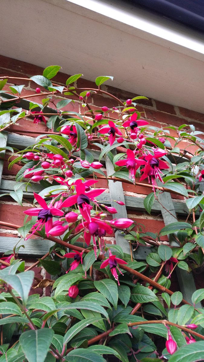 ianscottroofe's tweet photo. I know it's not the fanciest of things, but this was taken yesterday. Fuchsia 'Lady Boothby' doing brilliantly. https://t.co/k6oZrQJ8Hx