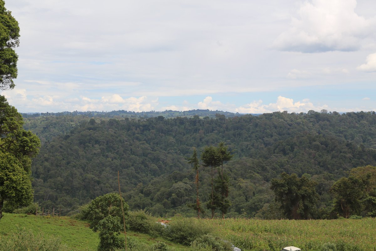 KeForestService's tweet photo. The Cabinet Secretary @Environment_Ke Hon. Keriako Tobiko led in planting over 260,000 seedlings manually and oversaw 4.5 million seeds planted through aerial seeding.  #Mau10MillionTrees #SaveMauNow #TowardsTenPercentTreeCover #PandaMitiBoreshaMaisha #ShortRains https://t.co/lBbGxDbED7