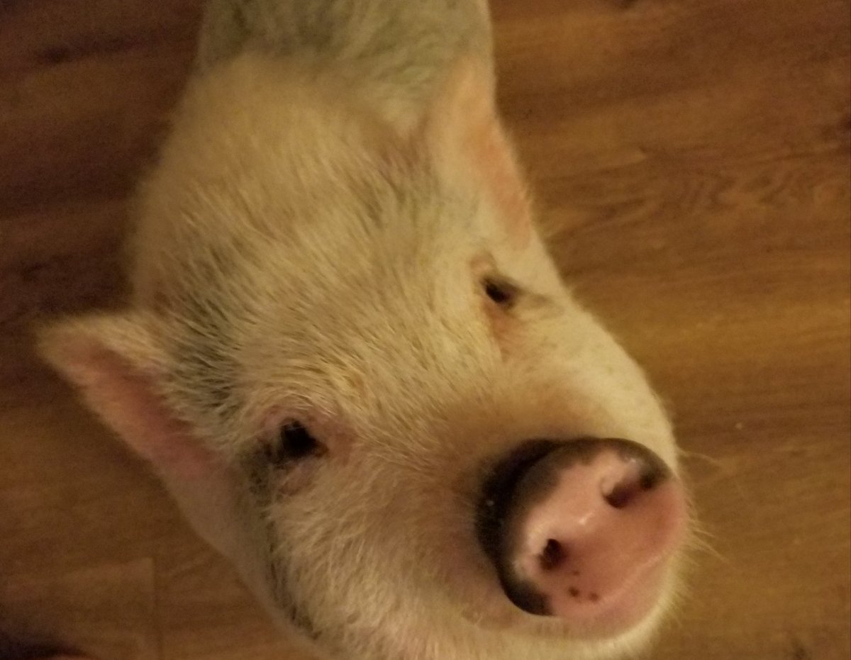 mommajen0413's tweet photo. @JeffreeStar @shanedawson My pet 🐷 Miss Ellie May &amp; I have been patiently waiting to get our hooves on the new palette ALL afternoon!😭 https://t.co/bmNFql15sH