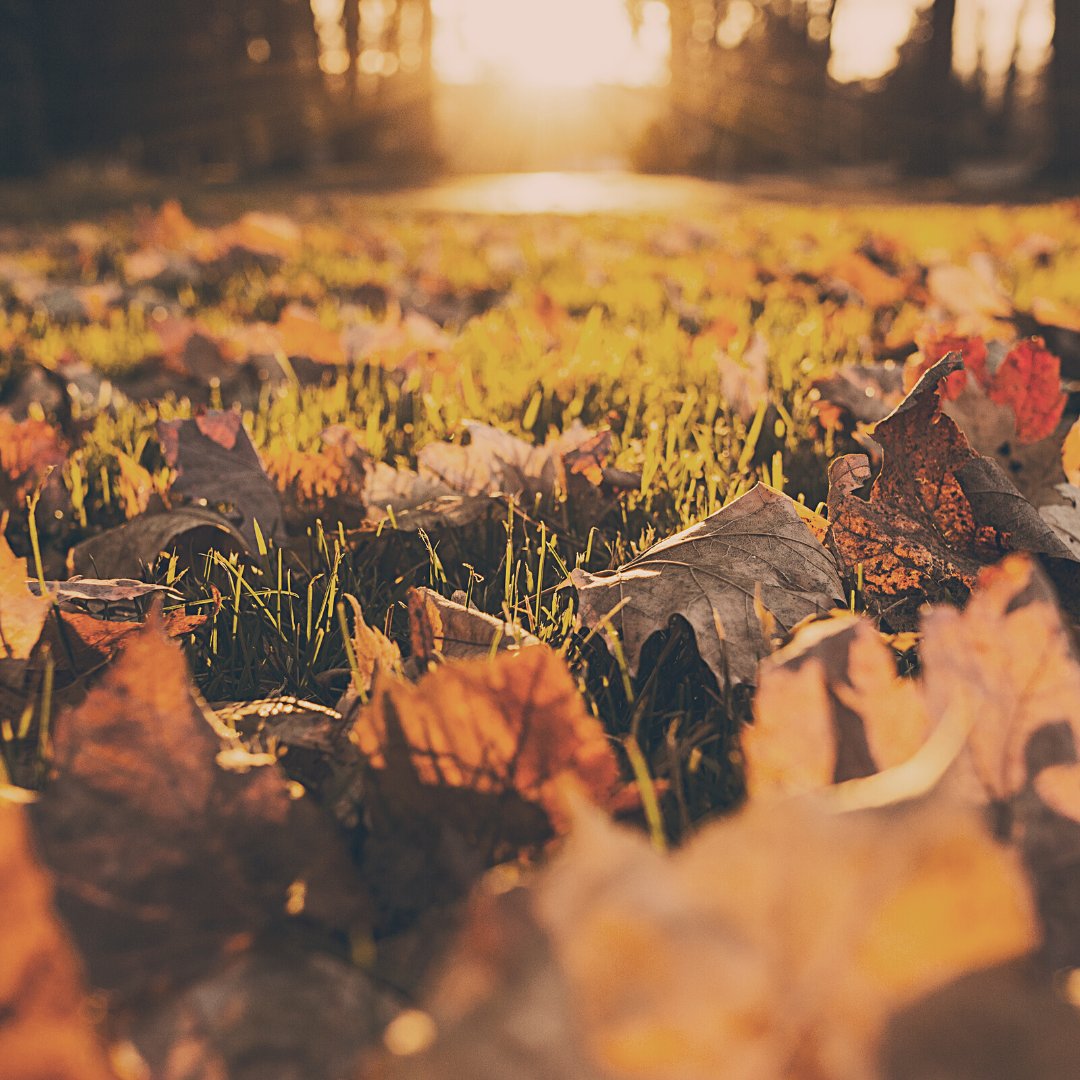 turfsystems's tweet photo. 🍂 As the leaves continue to fall it’s very important to keep raking! Leaf coverage prevents the grass from getting adequate sunlight, limiting its oxygen supply and trapping moisture. It also increases the risk of dead patches or fungus appearing in your lawn #turfsystems #fall https://t.co/YRuKHvM32M