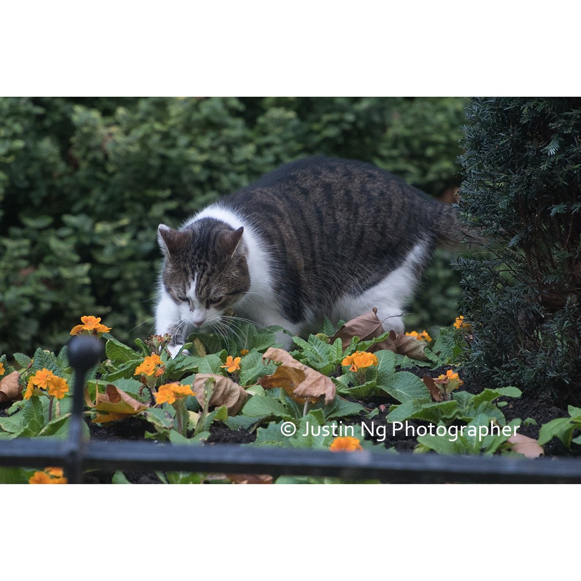 Justin Ng (@justin_ng) on Twitter photo Meanwhile in downing st yesterday: was <a href="/Number10cat/">Larry the Cat</a> digging a ditch ? Unnamed downing st sources refuse to comment on this or if a present was left in the ditch. Meanwhile in downing st yesterday: was <a href="/Number10cat/">Larry the Cat</a> digging a ditch ? Unnamed downing st sources refuse to comment on this or if a present was left in the ditch.
