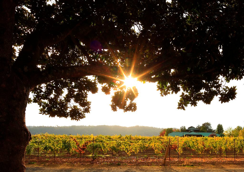 '7 Things to Do in Wine Country Once the Fires Are Out' No time like to present to get started on this list! Many favorite spots now open! #Healdsburg #Geyserville #WindsorCA #SonomaChat marinmagazine.com/7-things-to-do…