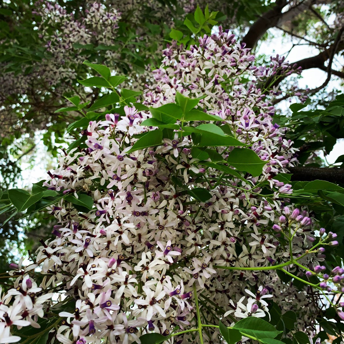 trees_of_sydney's tweet photo. 🍂 Melia azederach (White Cedar) #meliaazederach #whitecedar #chinaberrytree #meliaceae #angiosperm #australiannativetrees #australiannatives #deciduous #deciduoustrees #deciduoustree #treesoftheworld #treesofsydney #sydneytrees #trees #tree #sydney https://t.co/dMAFIbsKa5