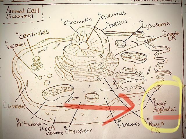 LITClacrosse's tweet image. I look into the finance box
Just to check my status
I look into the microscope
See Golgi Apparatus Golgi, oh, woe is me
You can't even see the sea
Golgi, olgi, oh ooo olgi
Golgi
Golgi  @phish  @phishlyrics101 #science #highschoolscience … ift.tt/2BZXwv4