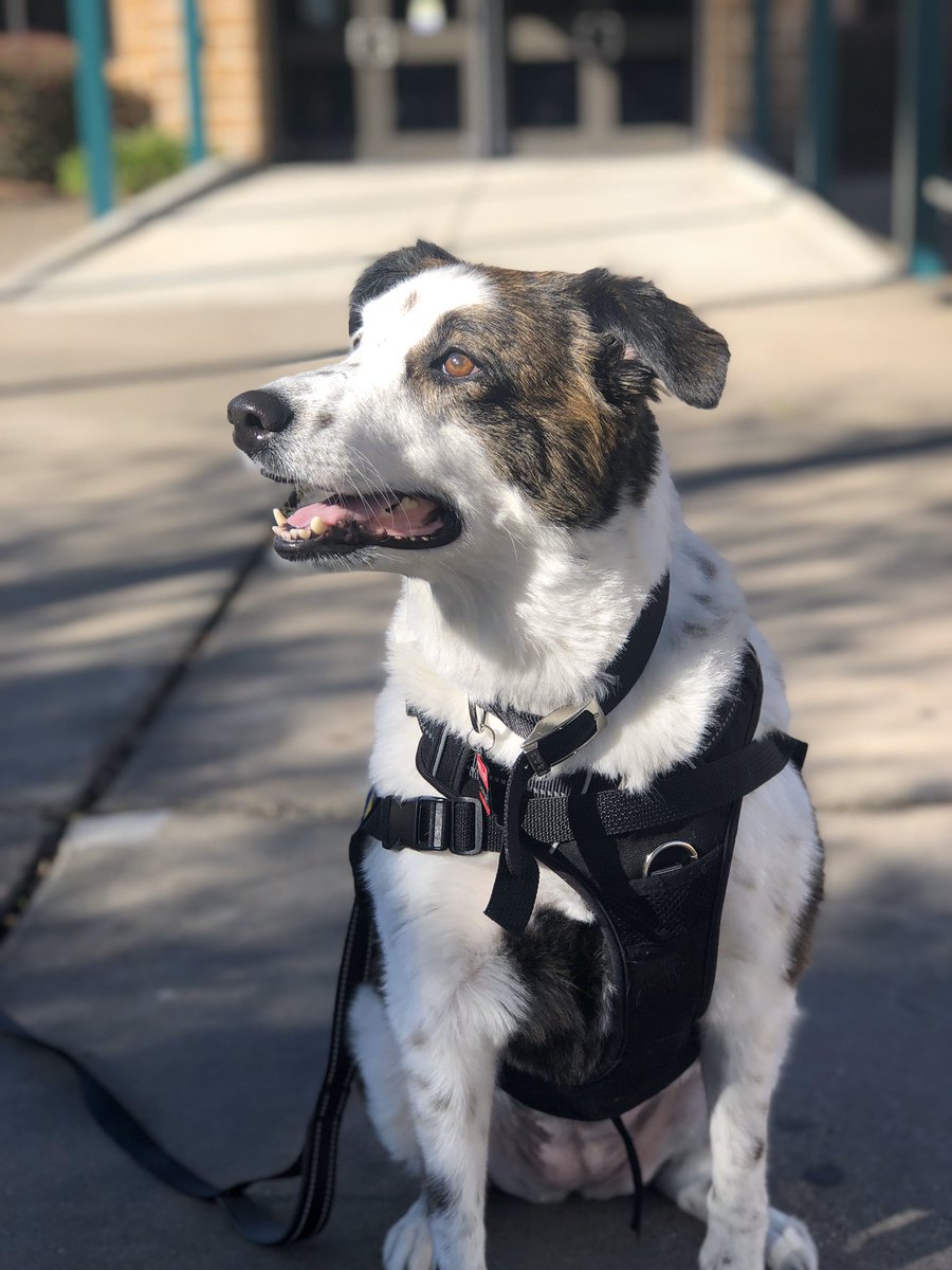 Had the privilege of taking <a href="/HumbleISD_KPHS/">Kingwood Park HS</a> <a href="/TherapyCharlie/">Charlie The Therapy Dog</a> to classrooms <a href="/HumbleISD_CMS/">Creekwood Middle</a> this morning. Go Colts!