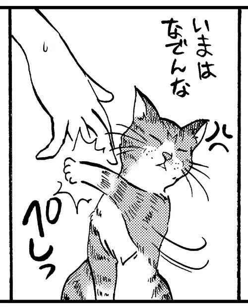 11/5発売まんがタウン12月号のコミックエッセイ「やっぱり猫が好き」に、2P描かせていただいておりますー。
今回はむかーし飼っていた猫のお話。 