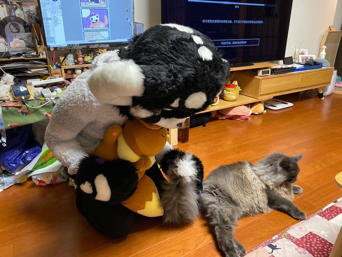 靴下猫腰子on Twitter Toboe和她的毛绒绒们6 今天开始继续啦 发现梯子不稳定所以做不到每天都更新讷沮丧 第六只是去年得到的这只伊布 抱起来特别可爱 Ps也想要咬小八的尾巴