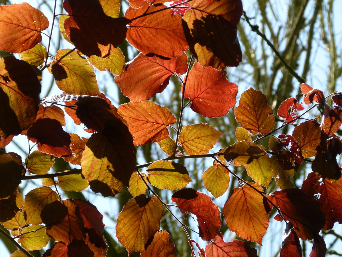 Kearsney Abbey & Russell Gardens tweet media