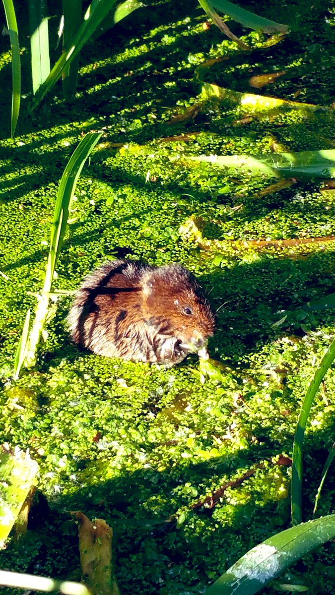 OuseEcologyEA's tweet photo. Our team is always on the look out for these guys. We survey to make sure they are protected from our own operations and those whom we regulate. #watervole #nature #minkcontrol #biodiversity @BiodiversityEA @EAGeomorphology https://t.co/BnvaBHvLUR