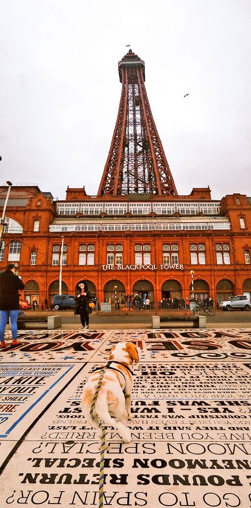 Lookz like day 'az laid out da #RedCarpet for meez. I is probably gonna be judgin' #strictly2019  next week #Beagle #Blackpool