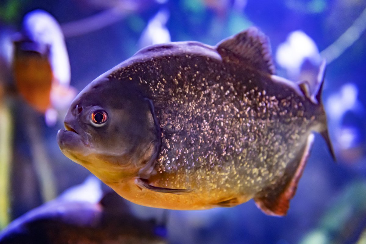 RipleysAquaCA's tweet image. The red-bellied piranha is considered a dangerous and aggressive species. While this may be true, they are also a very systematic and organized species.

While feeding each fish will take a bite and move out of the way to make sure others can eat as well.  #FeaturedFishFriday