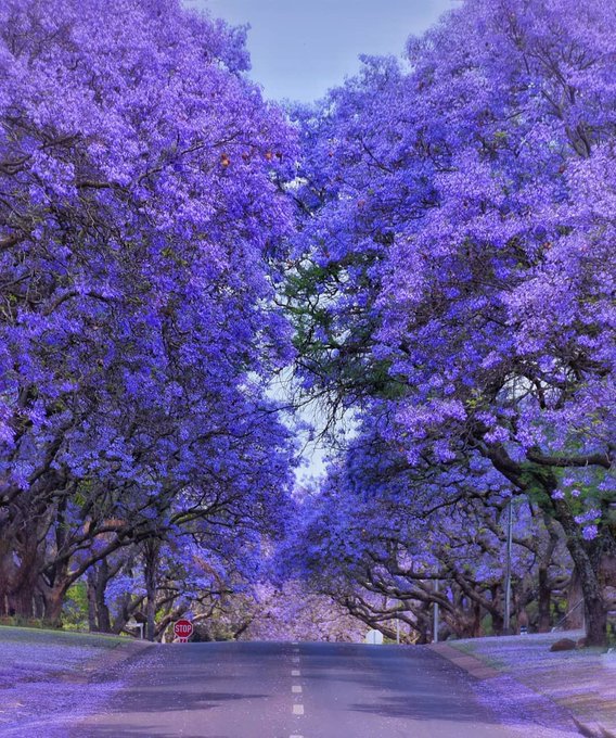 Make sure you grab the last chance to see this year's spectacular jacaranda blooming! 💜 

This stunning floral display can be spotted throughout Jo'Burg and Pretoria for another week or two. Photo by @maresa_travel #MeetSouthAfrica