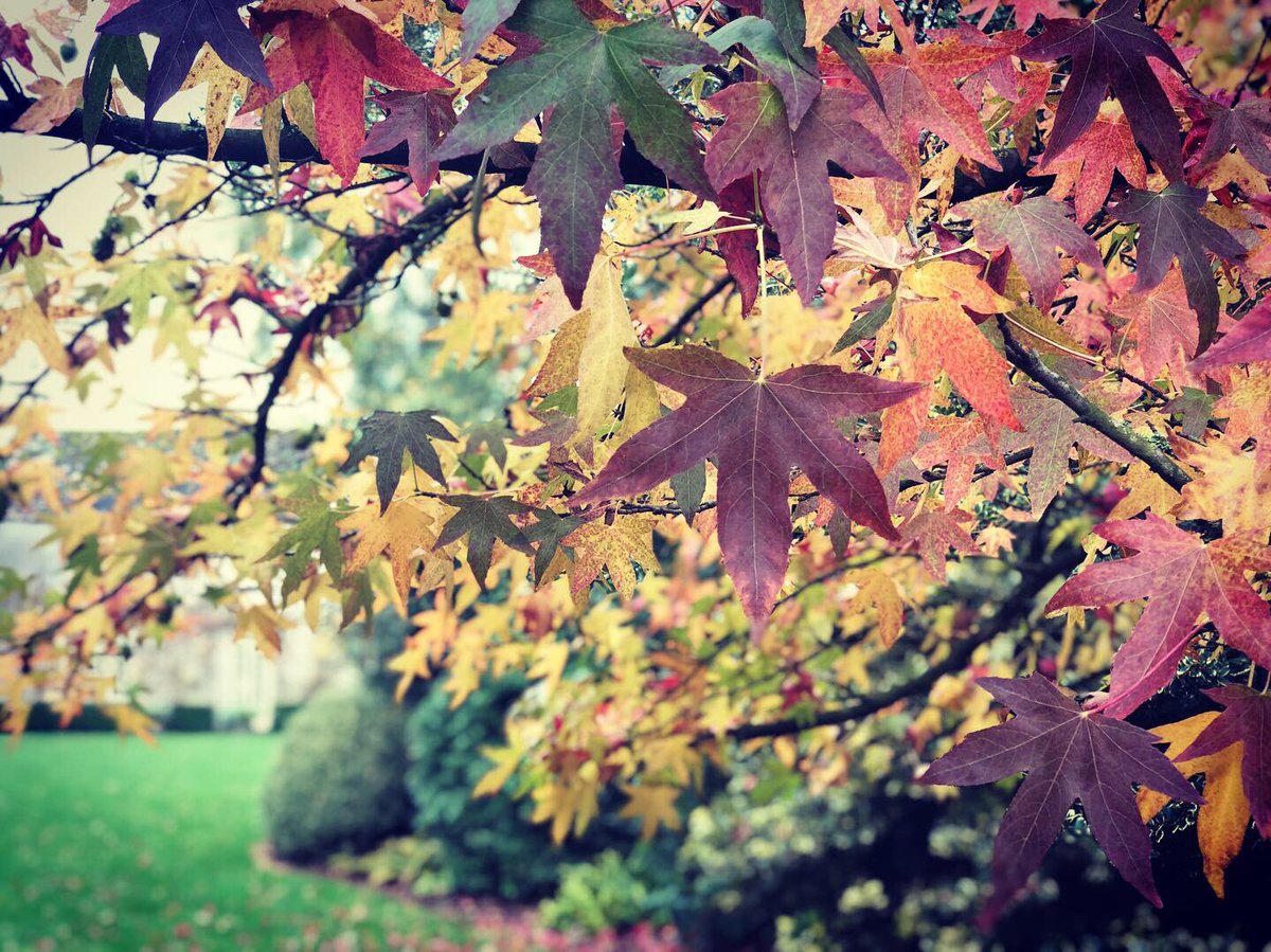 Calcot_and_Spa's tweet photo. Awesome autumn around the grounds ๐ ๐ Stick on some wellies and stride out? You could still be back in time for tea ๐ง
https://t.co/55lHZBYsRb
#CalcotLife #Cotswolds #Hotels @pobhotels https://t.co/D9UdK4wm3Z