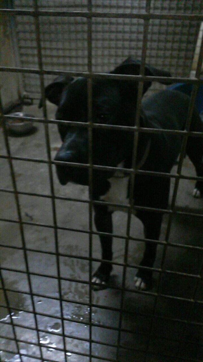 elodiegrob's tweet photo. Battu par certain... aimé par d’autres...ma fierté 🥰❤️🐶 
Adoptez ils vous le rendent...!
#adopter #adoption https://t.co/KPMQTI21hu