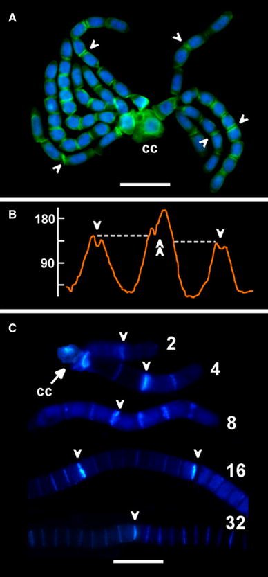 sci_plant's tweet photo. PIN2-like proteins may contribute to the regulation of morphogenetic processes during spermatogenesis in Chara vulgaris
https://t.co/OCm4N8Ryb7
#sciplant #plantscience #Spermatogenesis #Immunodetection @PlantCellRep ♻️ https://t.co/3gj3vDE6yG