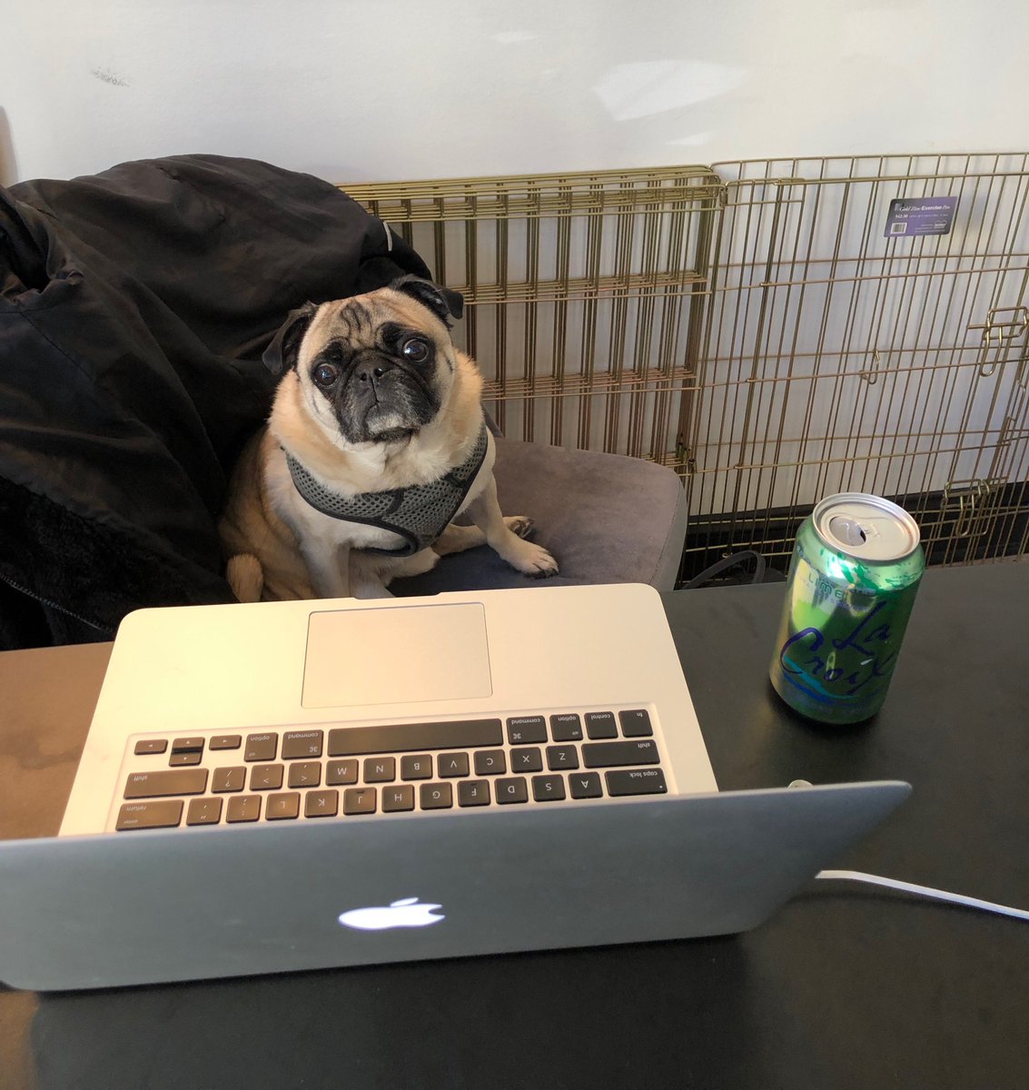 Five days 'til #ElectionDay and everyone is hard at work. Including Frank. Happy #FranklinFriday and Happy Halloween!