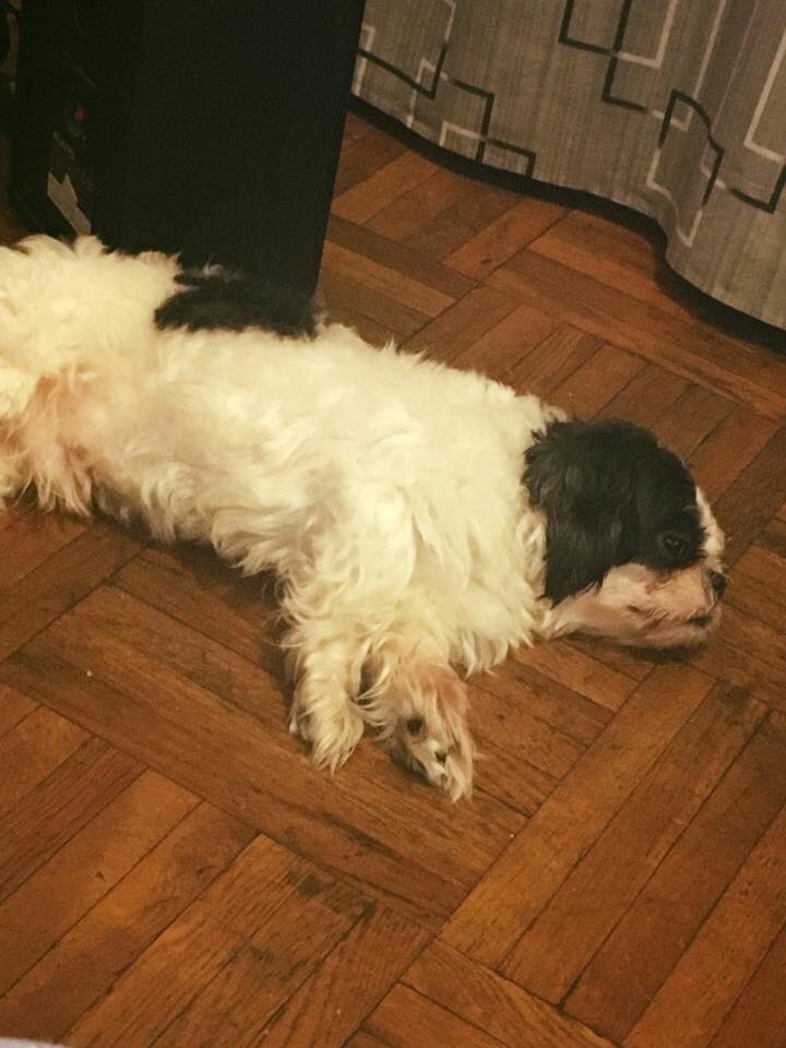 clickforcause's tweet photo. For the women who love dogs. I present to you Benji &amp; Me! Brilliant title for a new movie! #menwithdogs https://t.co/M8n8GW01I6