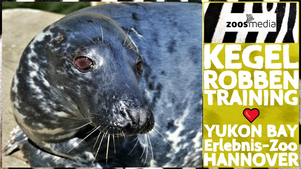 Kegelrobbe im Erlebnis-Zoo Hannover