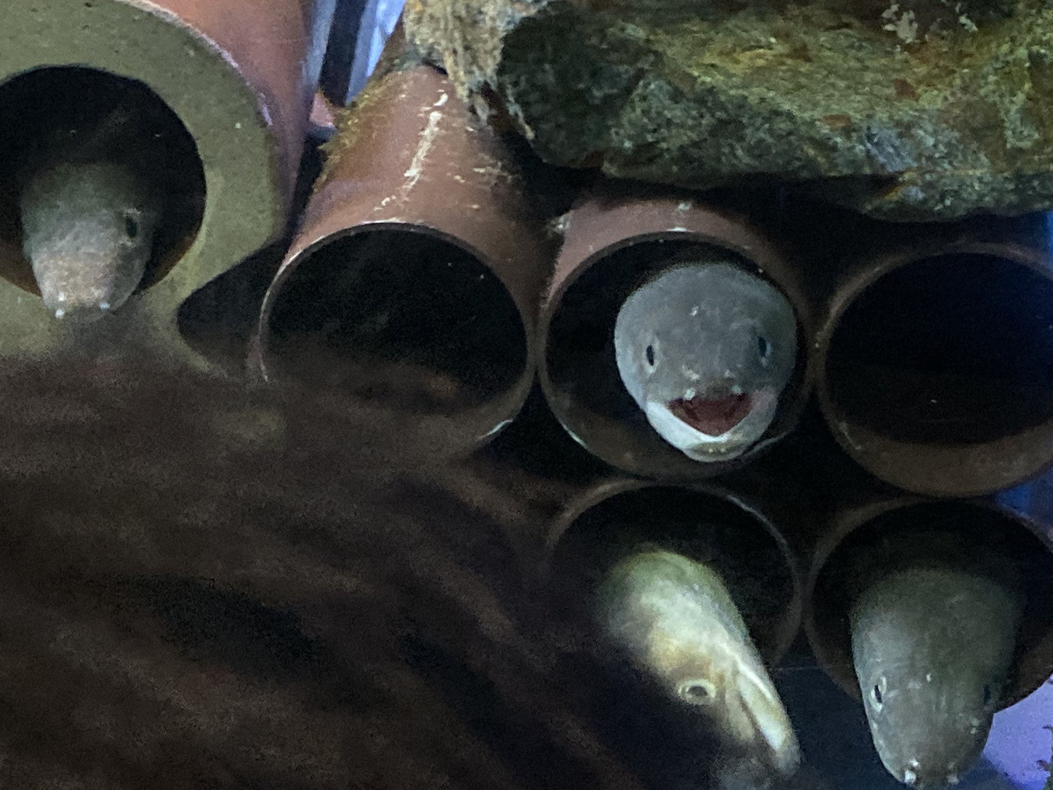 雨村くろねこ 雑多垢 V Twitter うなぎかわいい T Co Beapnat1xl Twitter