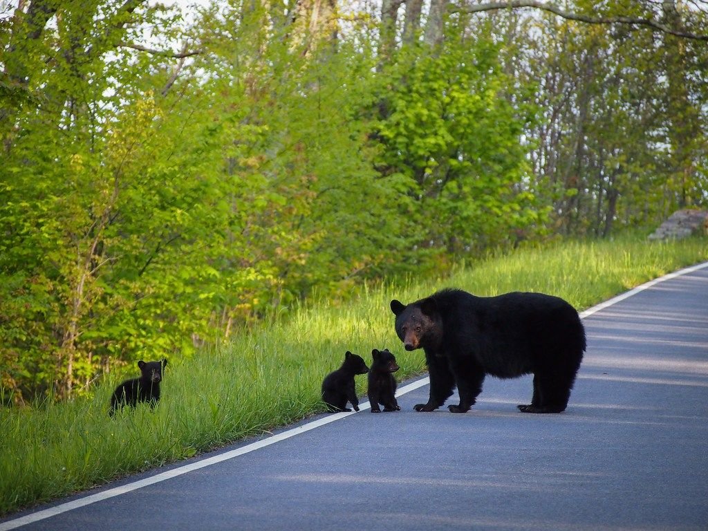 Shenandoah National Park, Virginia.