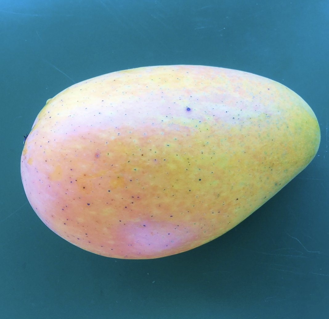 RareFruitMiami's tweet photo. DuPuis Saigon #Mangiferaindica Dr. DuPuis and his family were fruit enthusiasts &amp; early Miami pioneers in the Lemon City / Buena Vista area @HistoryMiami @TropicAcresFarm @UFTropical @FairchildGarden @UF_IFAS @tropicalaudubon @fruitnspice https://t.co/hjezsTNT0t #RFCIARCHIVES https://t.co/vMau9oTRjW
