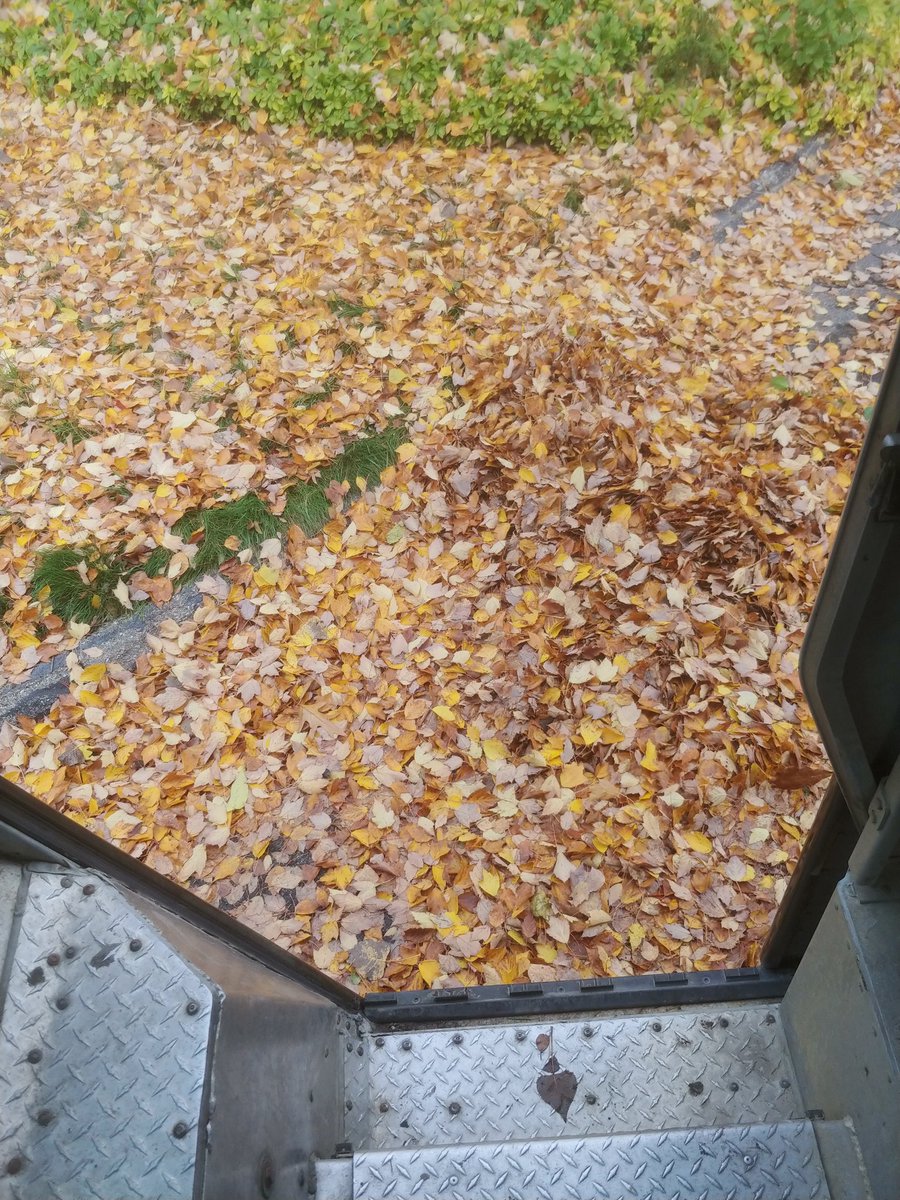 Make sure it's only the leaves that are falling look before stepping use caution on leaf piles you never know what's underneath