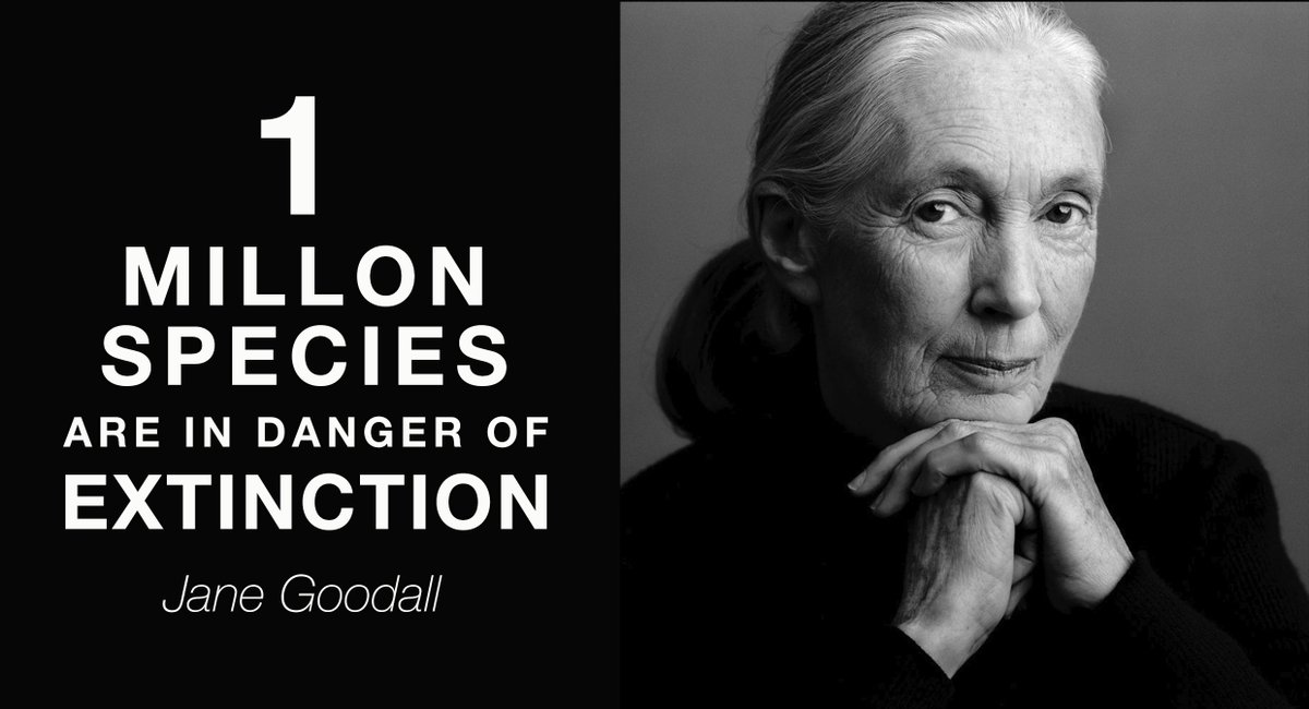 IPBES's tweet photo. "That’s what @JaneGoodallInst does these days.

She talks. To anyone who will listen. To children, chief executives &amp; politicians.

Her message is always the same: The forests are disappearing. The animals are going quiet. We’re running out of time."

Read https://t.co/AAMzXkCNg2 https://t.co/YCfcpdSbdR
