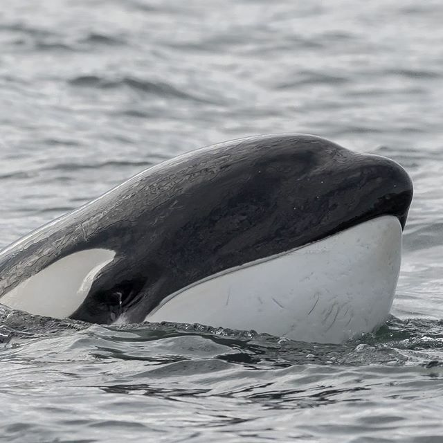 Le Site De L Orque Bouh C Credits Zaffy137 Orque Killerwhale Orca Whale Dolphin Dauphin Baleine Wearetheorca Whalewatching Emptythetanks Blackfish Marinelife Wildlifephotography Photoanimaliere Apex