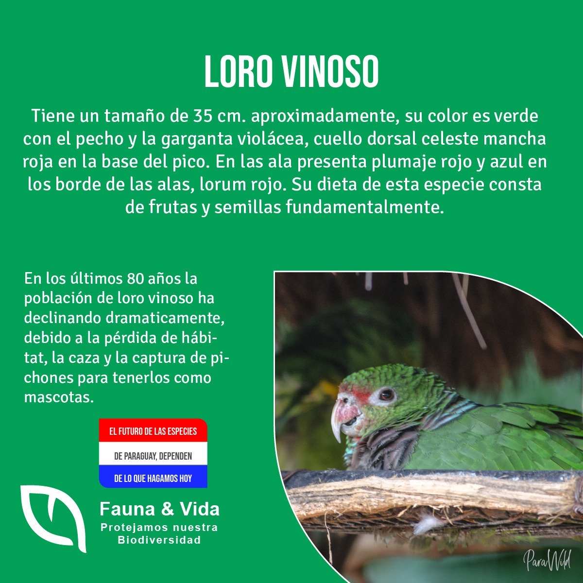 FaunaVida's tweet photo. La deforestación es la principal amenaza para la conservación del loro vinoso en Paraguay, seguido del tráfico ilegal, esta especie actualmente cuenta con una población que no supera los 200 individuos.
ph: Parawild
#faunayvida #biodiversidad #respetoalavida #lorovinoso https://t.co/PjLhHkpIND