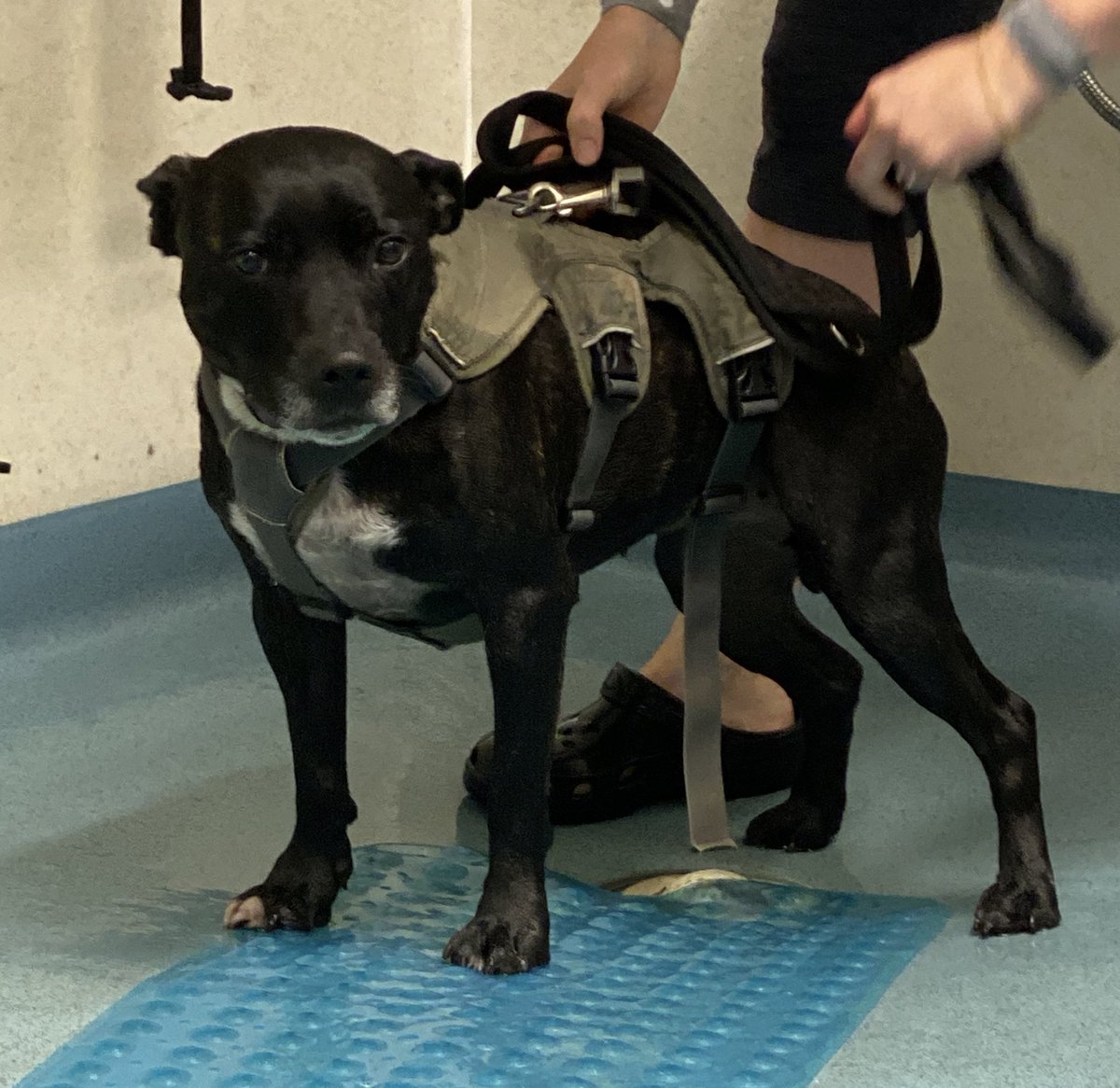 Retired Police Dog Stella the Staffie tweet media