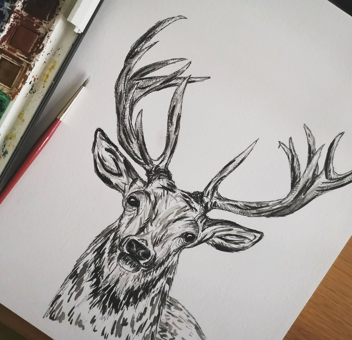 roles_caroline's tweet photo. Stags are one of my favourite animals. So this dude is my latest work in progress! #stags #stagprint #stagshop #britishwildlife #gifts #artist #gicleeprint #drawing #supportsmallbusinesses #hampshire #carolinerolesdesign #carolinesdesigns #british #madeintheuk #fridayfunday https://t.co/DJfYsTF9op