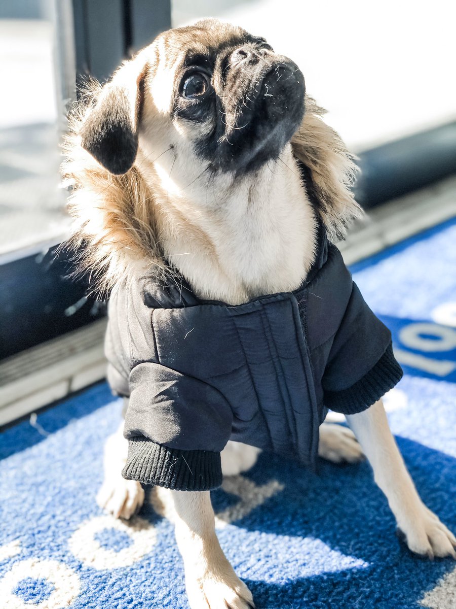 BarkTutor's tweet image. Our buddy Tom came dressed for the cold weather this morning, and he is MELTING our hearts with cuteness! Let Tom make you smile on this Friday 🐶😍