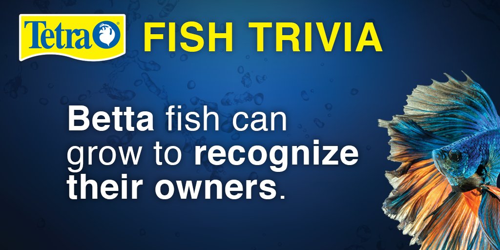 #betta fish can recognize their owners!  #tetrafunfact #funfishfactfriday