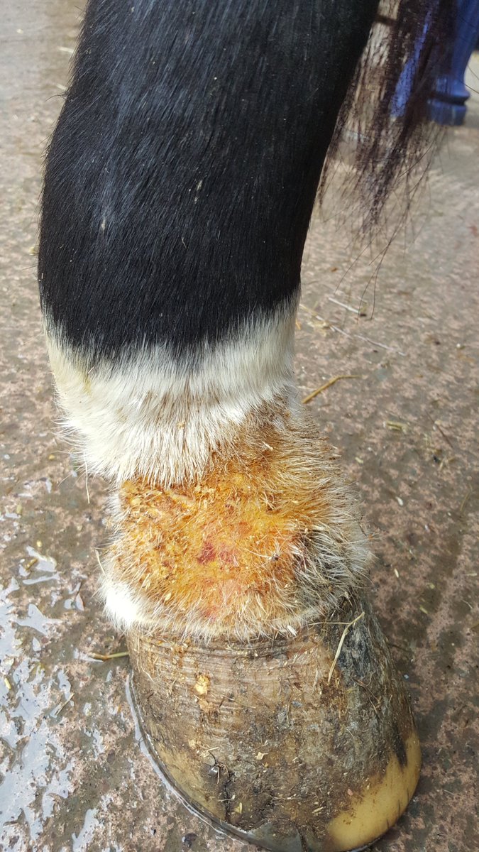 Ecohoof's tweet image. Mud problems with your horse/pony???? Pink Hoof Clay could be the ideal product and answer to all your prayers
#MagicInAPot #ItsNotJustForHoofsUKnow #TackRoomFriday #horsechathour #Horsehour #ponyhour