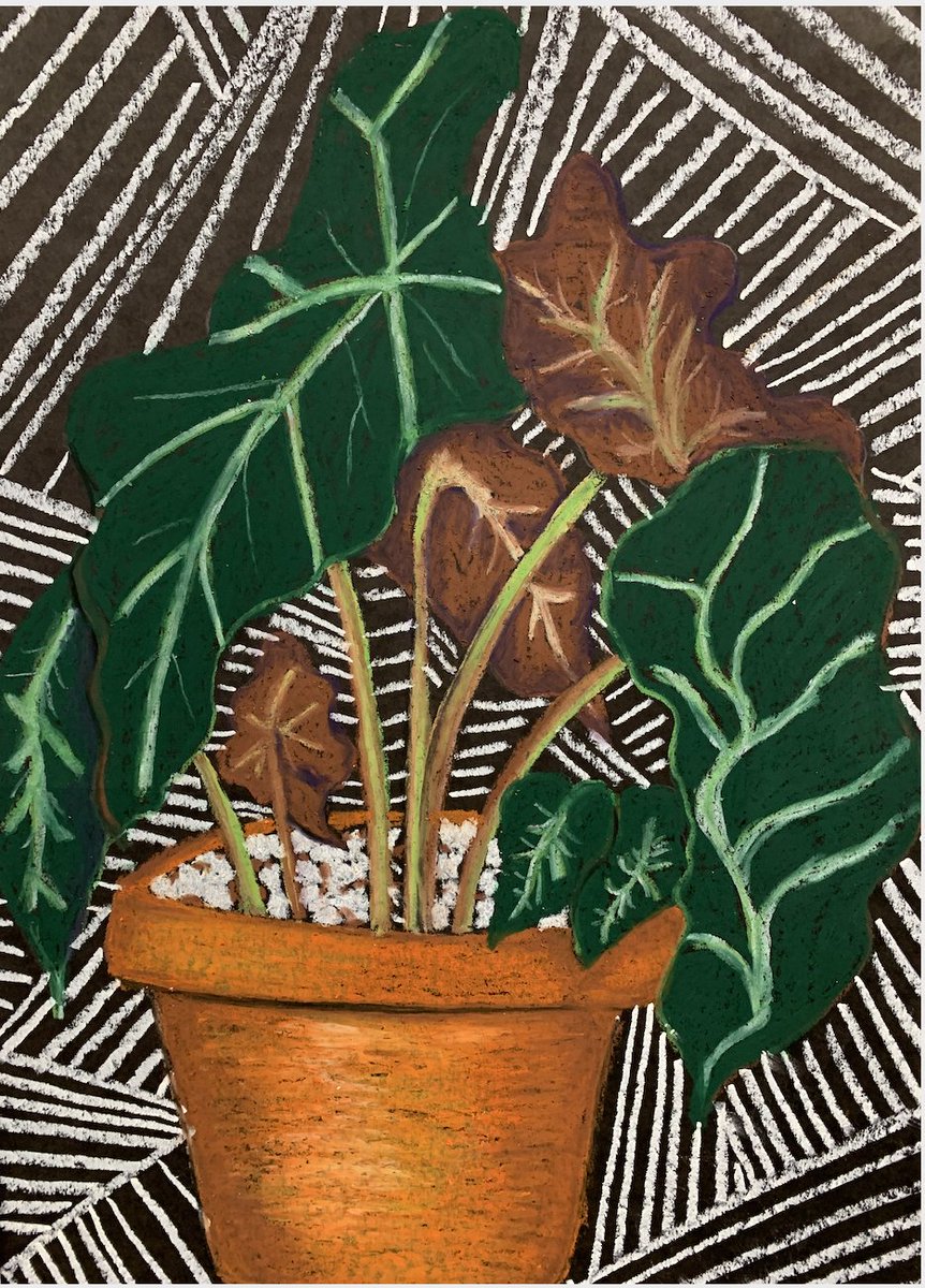 SchoolMinor's tweet photo. Art II Plant still life 
@MinorHighTigers @JefcoedArts https://t.co/VgdHL3se47