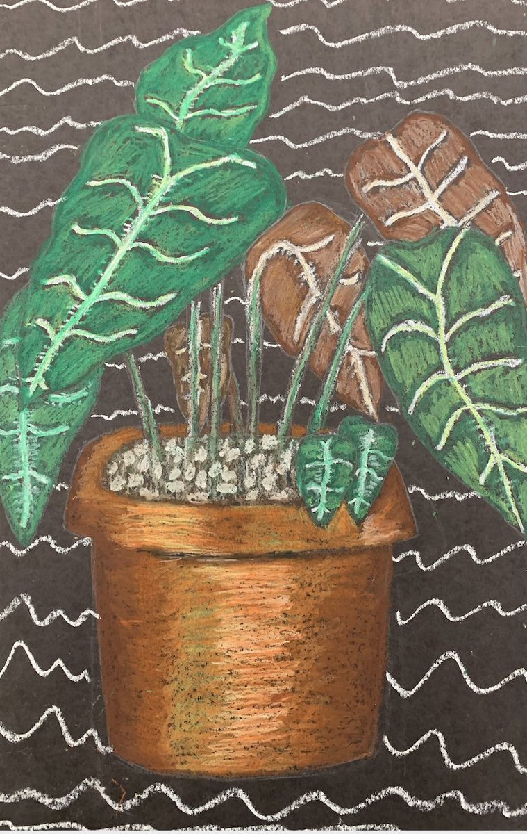 SchoolMinor's tweet photo. Art II Plant still life 
@MinorHighTigers @JefcoedArts https://t.co/VgdHL3se47