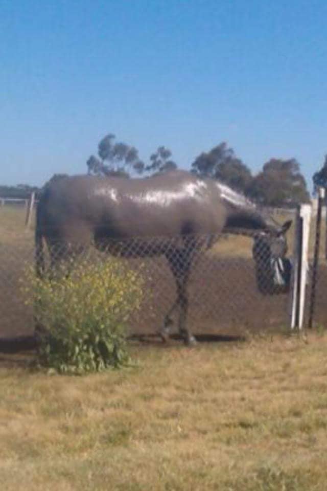 Ecohoof's tweet image. Mud problems with your horse/pony???? Pink Hoof Clay could be the ideal product and answer to all your prayers
#MagicInAPot #ItsNotJustForHoofsUKnow #TackRoomFriday #horsechathour #Horsehour #ponyhour
