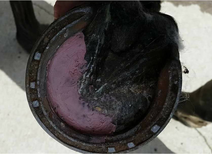 Ecohoof's tweet image. Mud problems with your horse/pony???? Pink Hoof Clay could be the ideal product and answer to all your prayers
#MagicInAPot #ItsNotJustForHoofsUKnow #TackRoomFriday #horsechathour #Horsehour #ponyhour