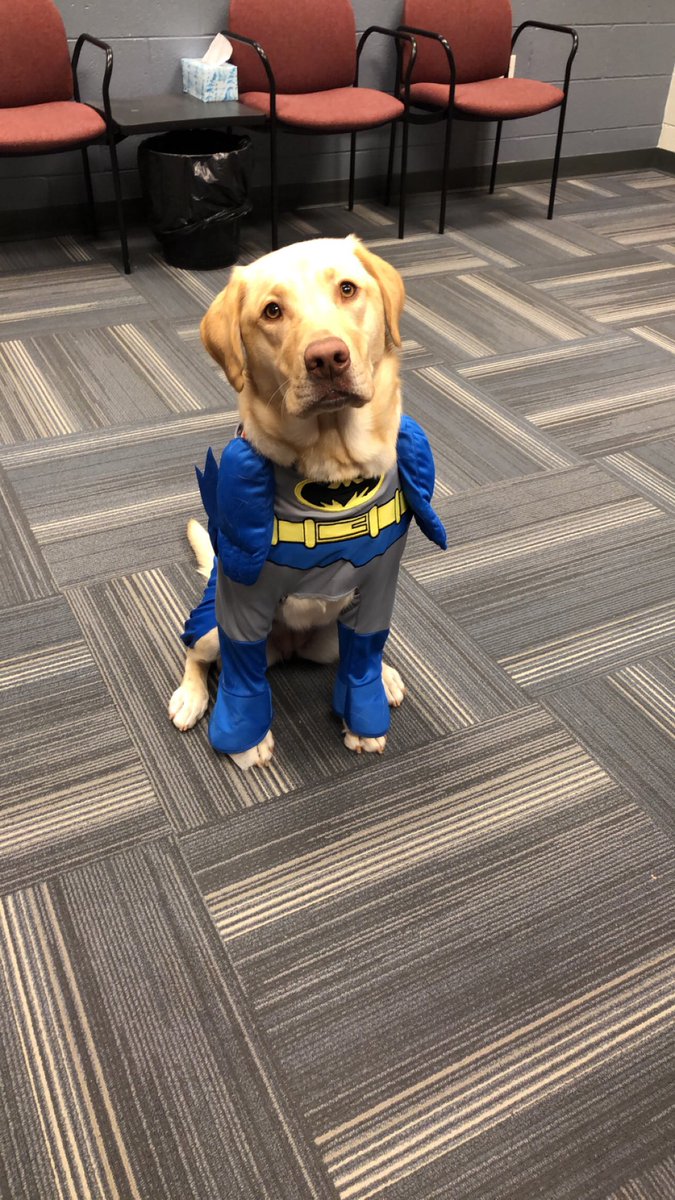 panthermaci's tweet photo. Always be yourself...unless you can be Batgirl. Today is the last day of spirit week. Maci is dressed as her future self-a superhero! https://t.co/RYSmK3Jz8T