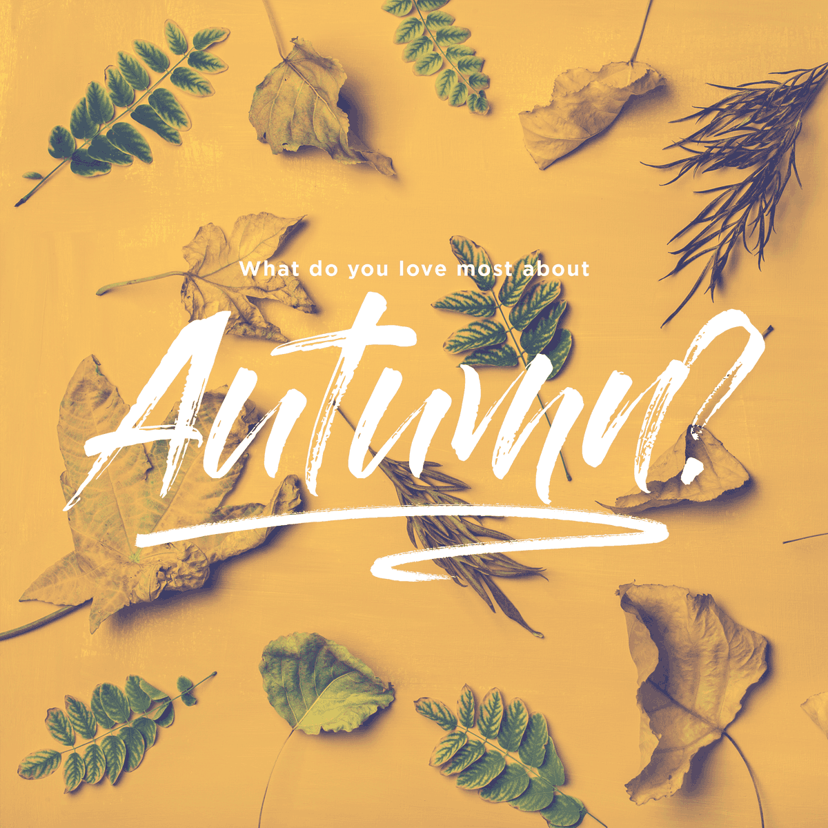 TransformNW's tweet image. What do you love most about Autumn?
#autumn #autumnishere #leaves
