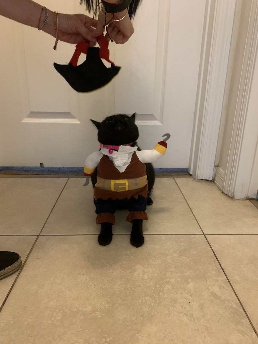 isariera12's tweet photo. NO my hooooman not the HAT!!! https://t.co/ht51C7XDy2