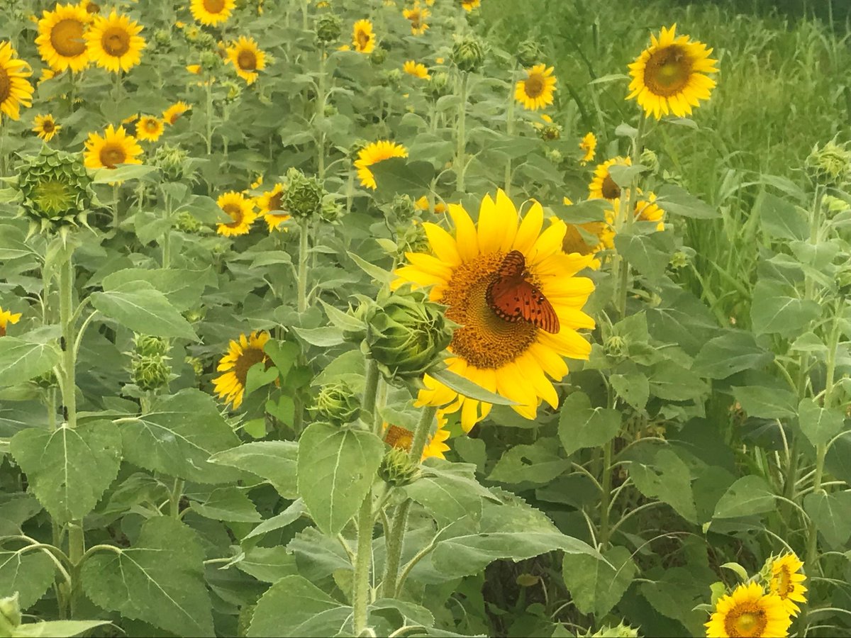 Looking for a great networking and continuing education opportunity? The Northeast Cover Crops Council conference is next week and features sessions on cover crops for pest management. Register here: pasafarming.org/neccc