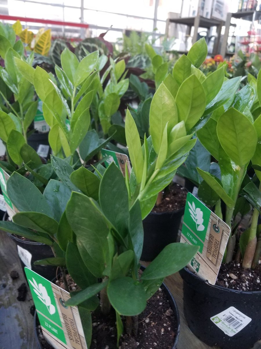 ThielsGH's tweet photo. OPEN. Bruderheim location two days/wk. Sat 11-5pm Wed 11-5pm. Get your food, foliage'n flowers! πΆπ₯¬π
π±π» #freshgreens #localfood #indoorplants #plantparents #plantgeeks #letsgrowsomethinggreen @goeastofYEG https://t.co/lcgvEncGEn