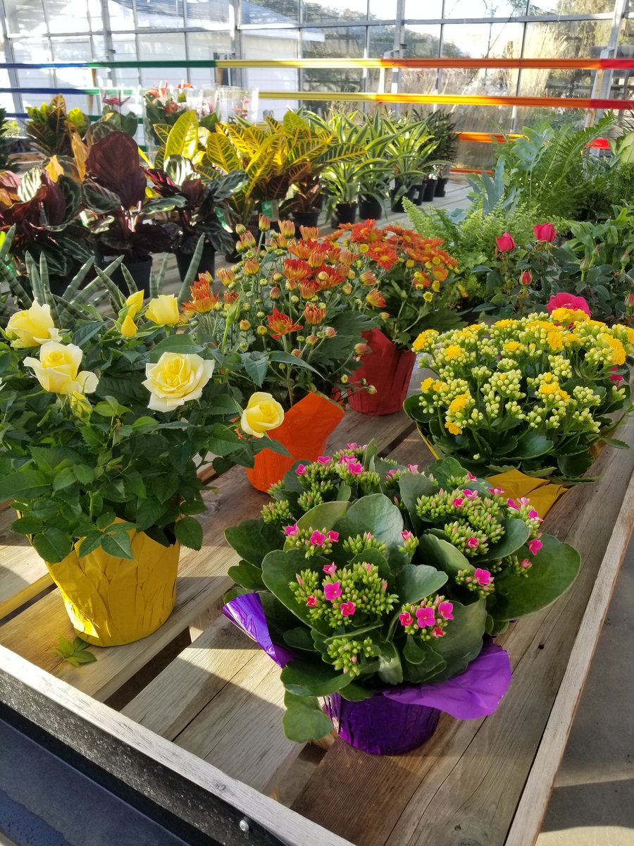 ThielsGH's tweet photo. OPEN. Bruderheim location two days/wk. Sat 11-5pm Wed 11-5pm. Get your food, foliage'n flowers! πΆπ₯¬π
π±π» #freshgreens #localfood #indoorplants #plantparents #plantgeeks #letsgrowsomethinggreen @goeastofYEG https://t.co/lcgvEncGEn