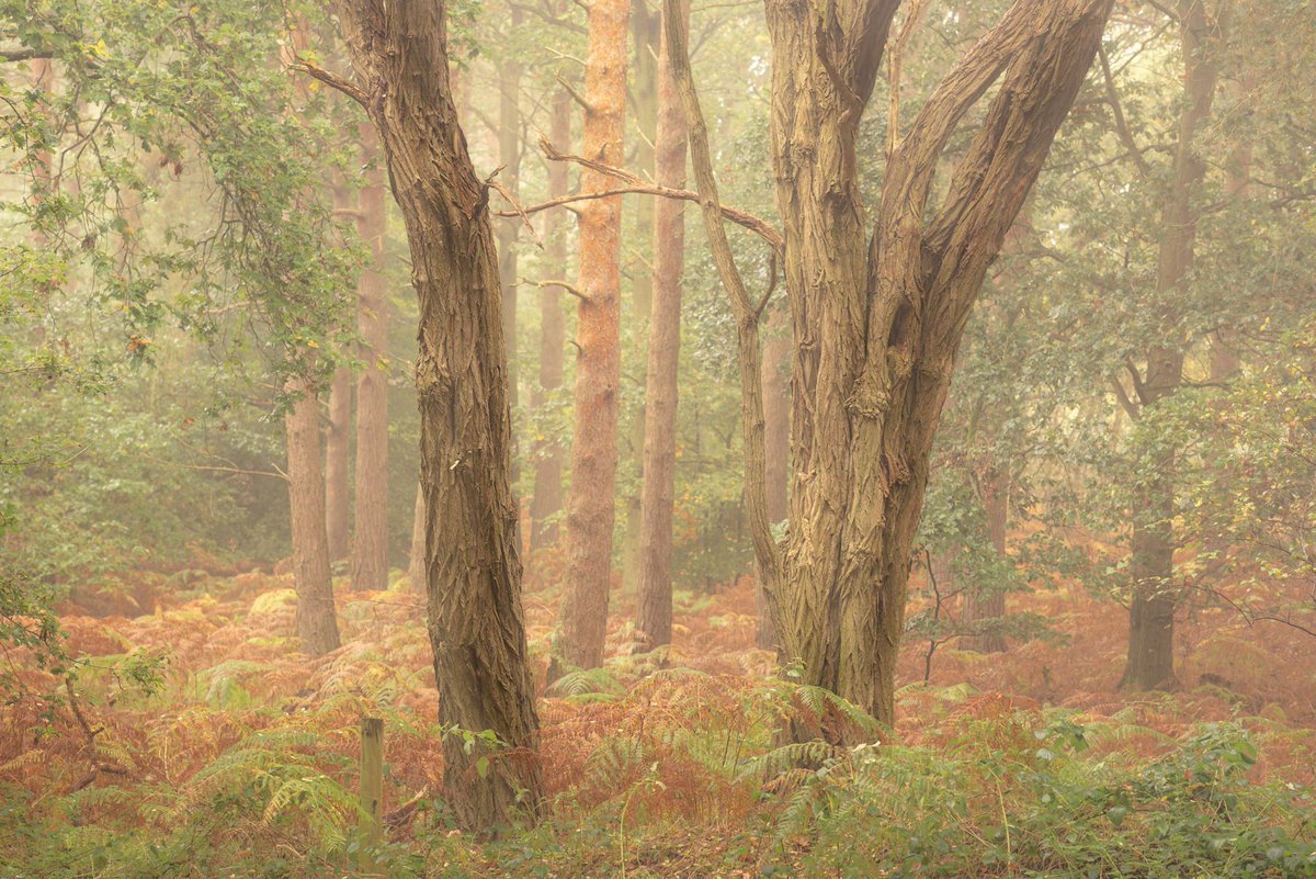 ToshMartin's tweet photo. ‘Rendezvous’ From a wander in the woods at #Roudham last weekend https://t.co/AHb9wNSY45