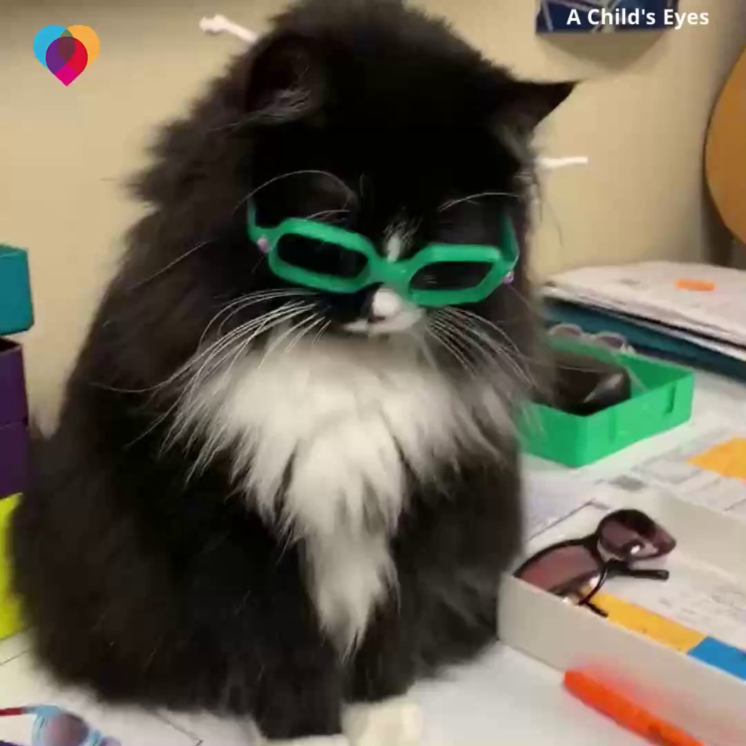 COOL CAT Truffles the cat helps kids feel comfortable at the eye