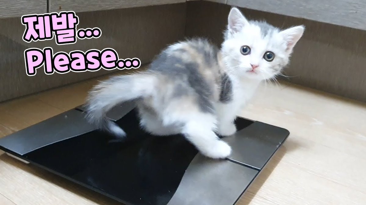 MeowMoeDotCom's tweet photo. My Cute #Kitten Escaped.. Why...? // 아기 #고 ...
#Cats #Cat #Kittens #Kitten #Kitty #Pets #Pet #Meow #Moe #CuteCats #CuteCat #CuteKittens #CuteKitten #MeowMoe
#Cat #CatEscape #ConiCat #CuteCatsVideos #CuteKitten #CuteKittensVideos
https://t.co/cTggmqqXxA
. https://t.co/LXspNvA2zK