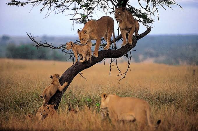 People and wildlife. Национальный парк Серенгети Танзания. Национальный парк Танзании Серенгети животные. Серенгети Танзания национальный парк львы. Парк Маньяра Танзания.